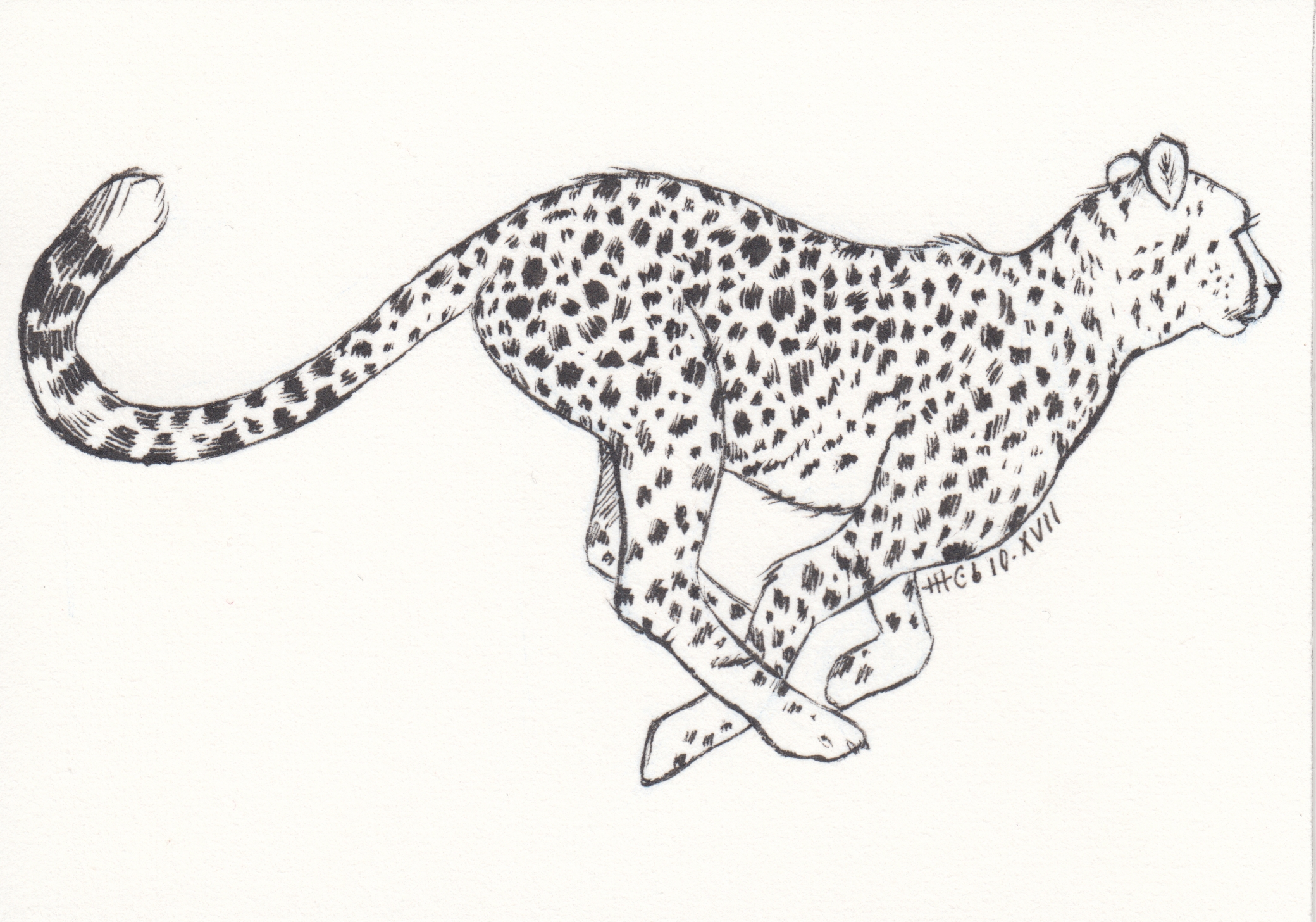 Ink drawing of a running cheetah
