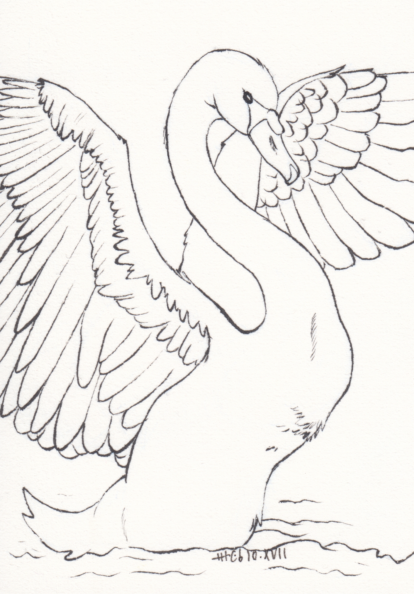 Ink drawing of a swan