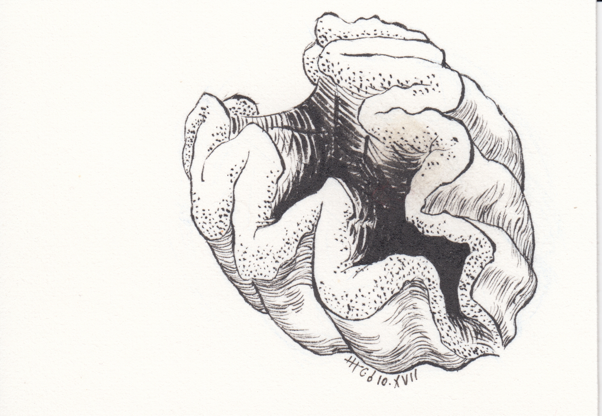 Ink drawing of a giant clam