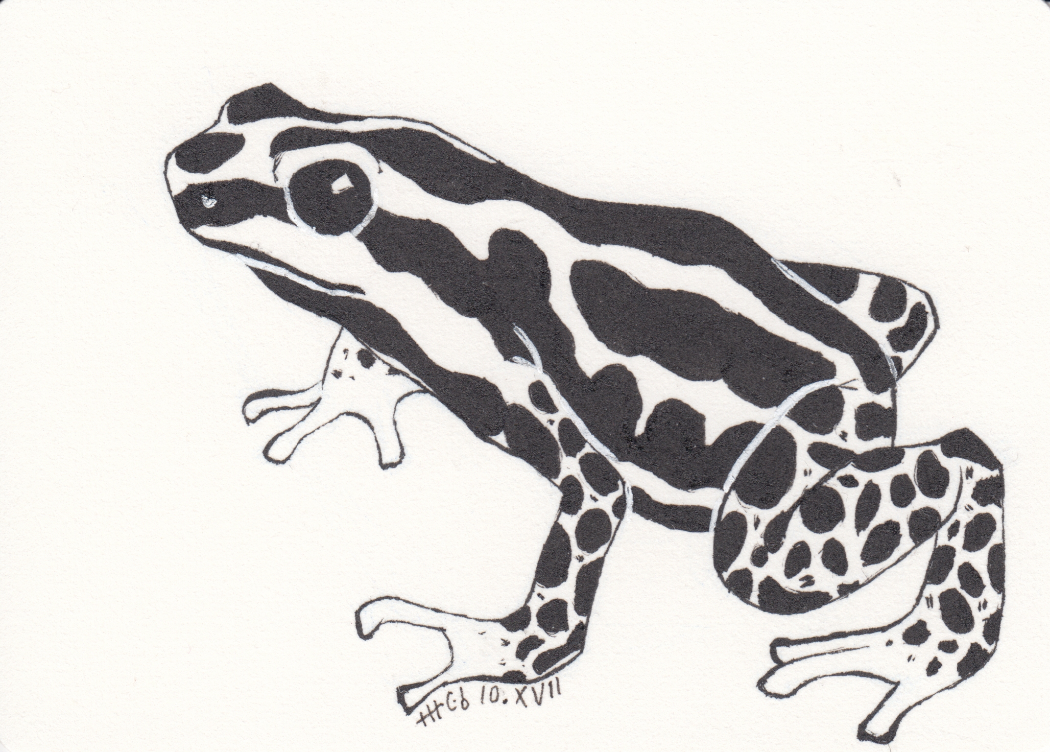 Ink drawing of a poison dart frog