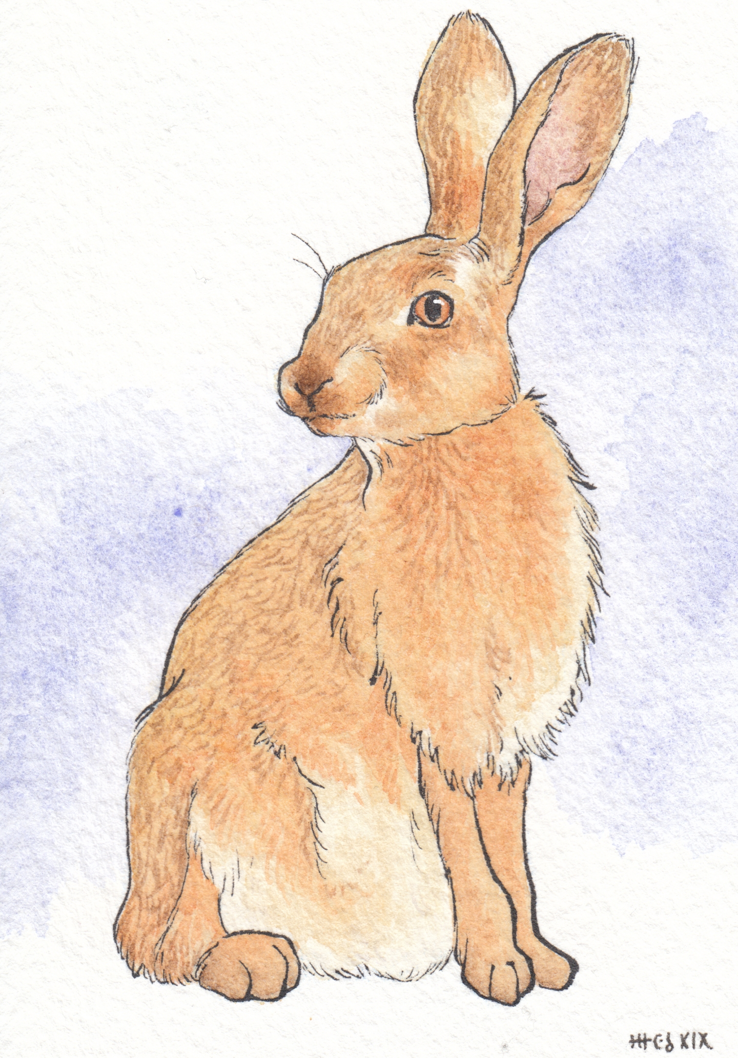 Watercolor painting of an English hare