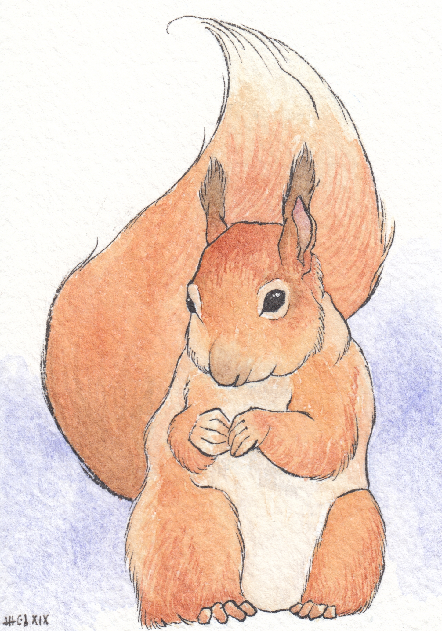 Watercolor painting of a red squirrel